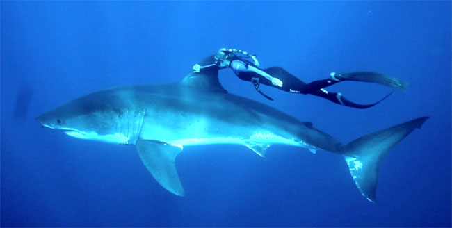 Una foto di un esemplare di Grande Squalo Bianco (Carcharodon carcharias) Una foto di un esemplare di Grande Squalo Bianco (Carcharodon carcharias)