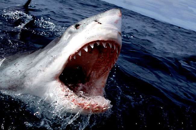 Una foto di un esemplare di Grande Squalo Bianco (Carcharodon carcharias) Una foto di un esemplare di Grande Squalo Bianco (Carcharodon carcharias)