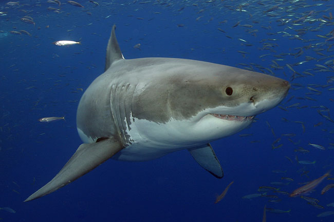Una foto di un esemplare di Grande Squalo Bianco (Carcharodon carcharias) Una foto di un esemplare di Grande Squalo Bianco (Carcharodon carcharias)