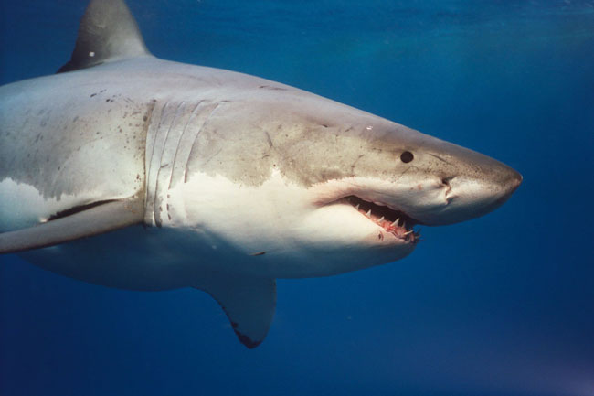 Una foto di un esemplare di Grande Squalo Bianco (Carcharodon carcharias) Una foto di un esemplare di Grande Squalo Bianco (Carcharodon carcharias)