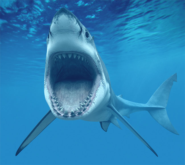 Una foto di un esemplare di Grande Squalo Bianco (Carcharodon carcharias) Una foto di un esemplare di Grande Squalo Bianco (Carcharodon carcharias)
