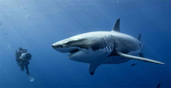 Una foto di un esemplare di Grande Squalo Bianco (Carcharodon carcharias) Una foto di un esemplare di Grande Squalo Bianco (Carcharodon carcharias)