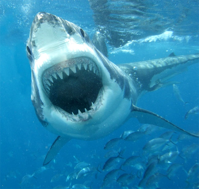 Una foto di un esemplare di Grande Squalo Bianco (Carcharodon carcharias) Una foto di un esemplare di Grande Squalo Bianco (Carcharodon carcharias)