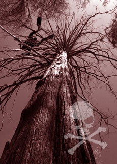 Leggende Metropolitane: Il subacqueo morto carbonizzato su un albero