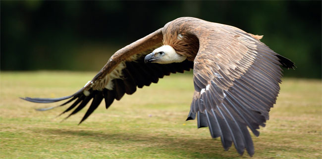 Una foto di un avvoltoio in volo, un incubo per molti
