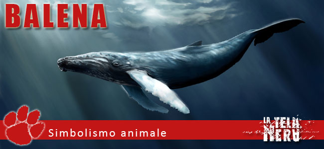 Simboli animali: il significato della Balena