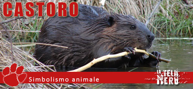 Simboli animali: il significato del Castoro