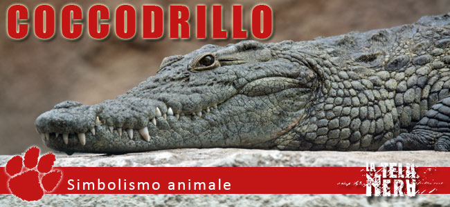 Simboli animali: il significato del Coccodrillo