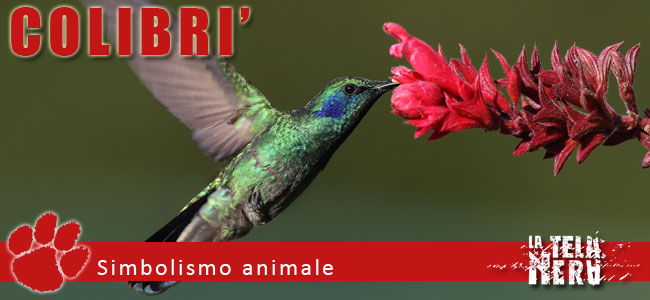 Simboli animali: il significato del Colibri
