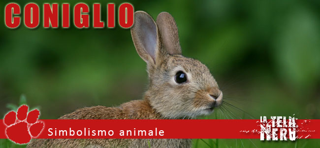 Simboli Animali Origine E Significato Tra Mitologia Esoterismo E Superstizione