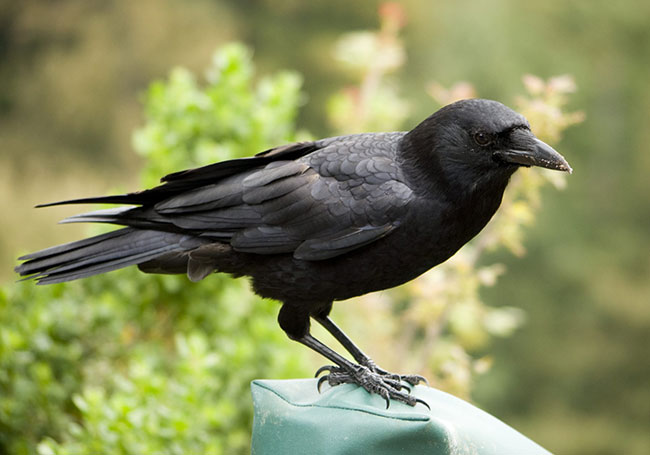 La foto di un corvo nero appollaiato su un cuscino