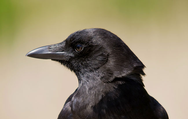 La testa di un corvo nero in placida osservazione