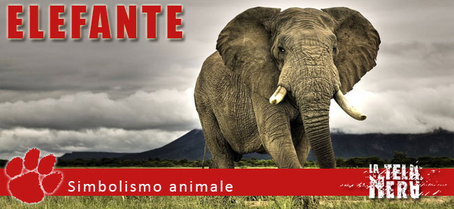 Simboli animali: il significato dell'Elefante