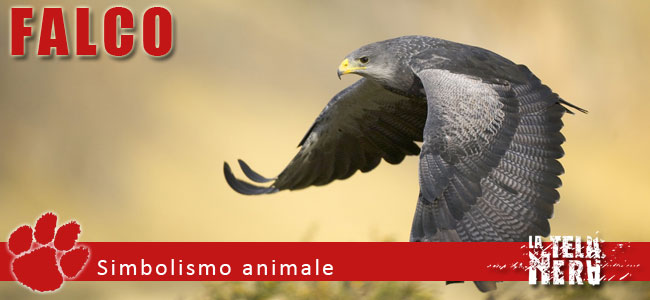 Simboli animali: il significato del Falco