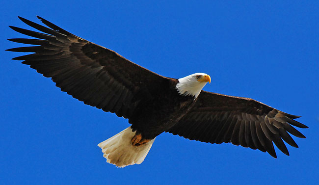 La foto di una maestosa aquila in volo nel cielo