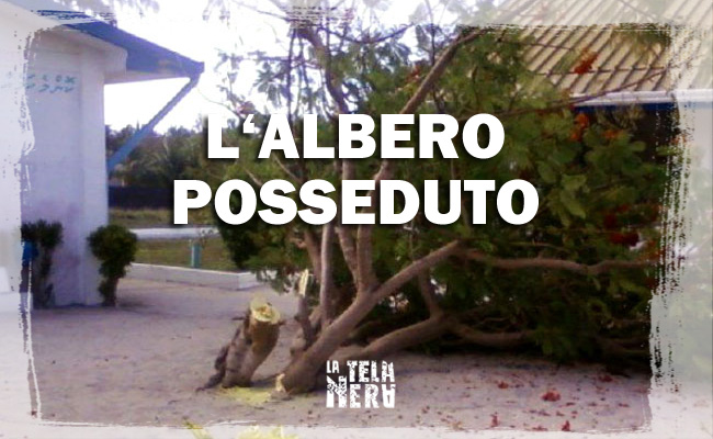 Maldive: l'albero posseduto dagli spiriti malvagi è stato abbattuto