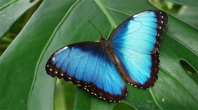 Una farfalla con le ali blu e azzurre posata su una foglia