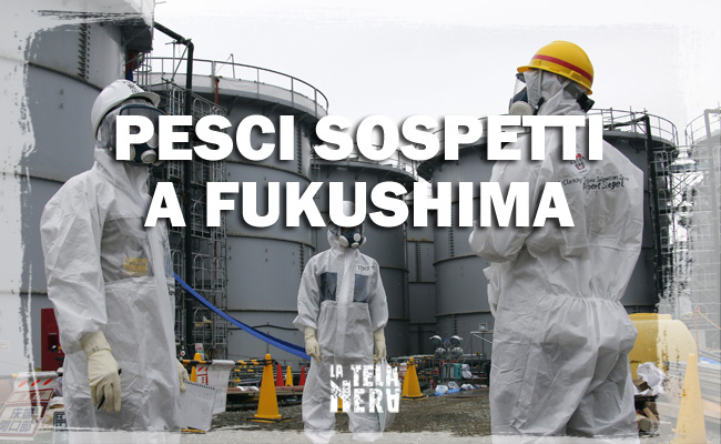 Orribili pesci mutanti radioattivi pescati a Fukushima