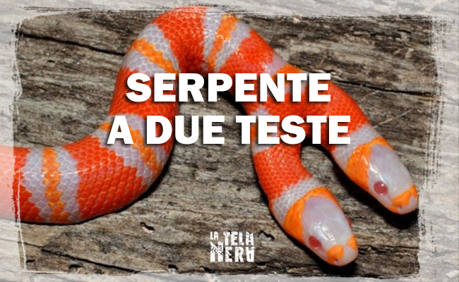 Serpente a due teste (bicefalo): l'Honduran milk snake albino della Florida