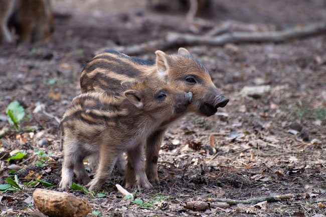 Due cuccioli di cinghiale