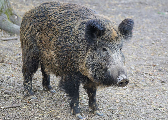 Un cinghiale nel suo ambiente naturale