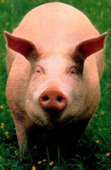 Maiali (e Porci)