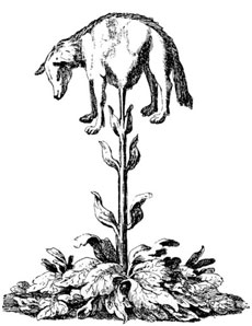Agnello vegetale della Tartaria (Barometz)