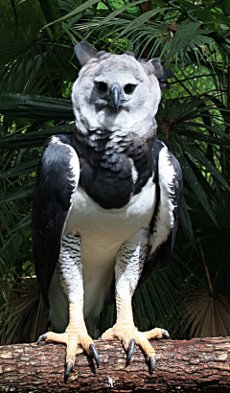 L'aquila neotropicale chiamata Arpia