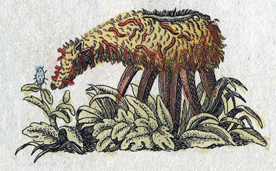La misteriosa creatura leggendaria Barometz