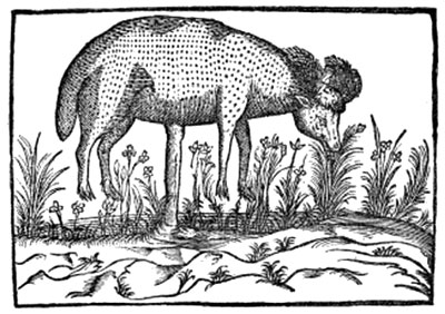 La misteriosa creatura leggendaria Barometz