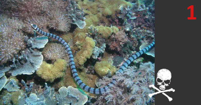 Hydrophis belcheri