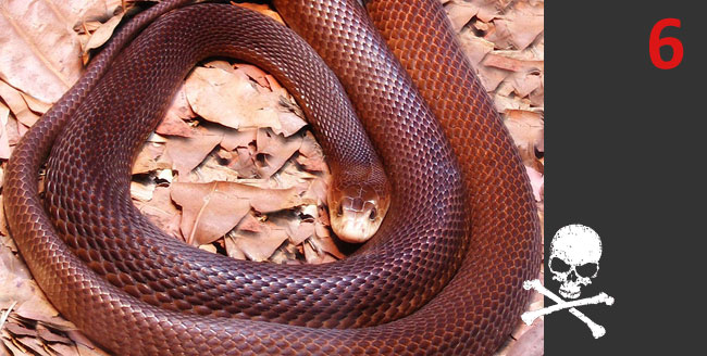 Oxyuranus scutellatus