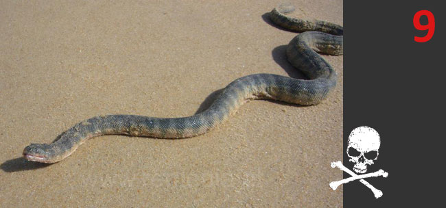 Enhydrina schistosa