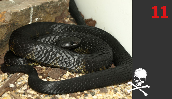 Notechis a. niger