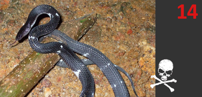 Hydrophis stricticollis