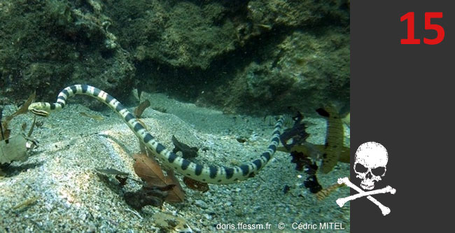 Hydrophis major