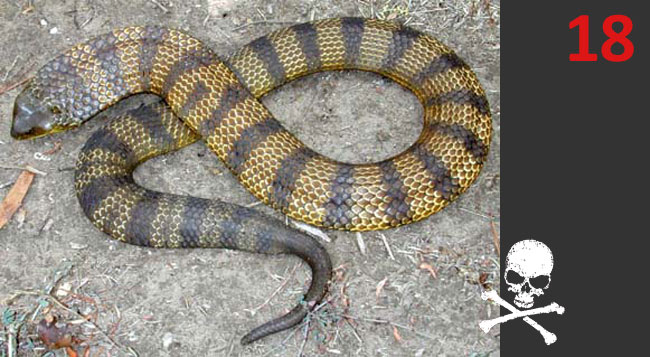 Notechis scutulatus