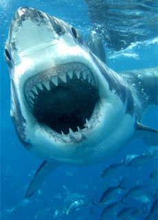 Grande Squalo Bianco (Carcharodon carcharias)