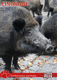 Simboli e significati del Cinghiale, tra mitologia ed esoterismo
