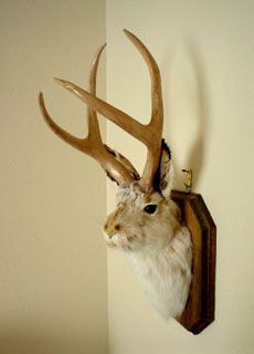 Jackalope: il coniglio con corna di cervo